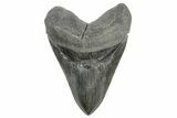 Serrated, Fossil Megalodon Tooth - Giant SC River Meg #365692-1
